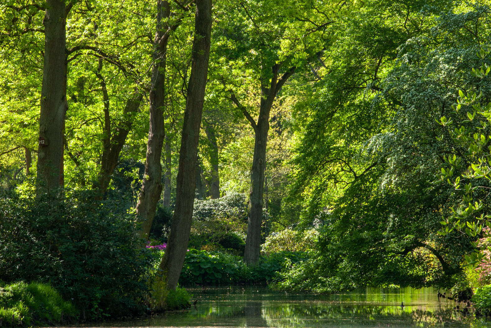 pond trees and green grass in a public park RSSPSR